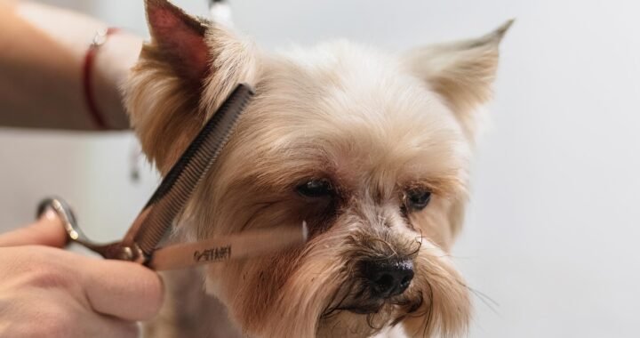 El Auge del Grooming Canino de Lujo en Perú: Más que Belleza, es Bienestar