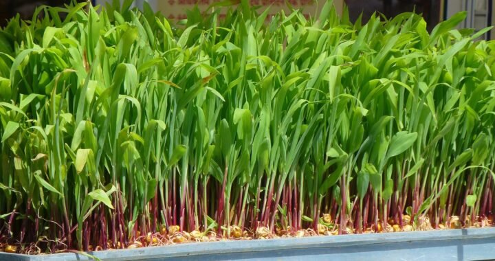 Forraje Hidropónico: La Revolución Alimentaria para tus Animales en el Perú